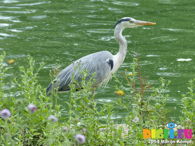 FZ006475 Heron London